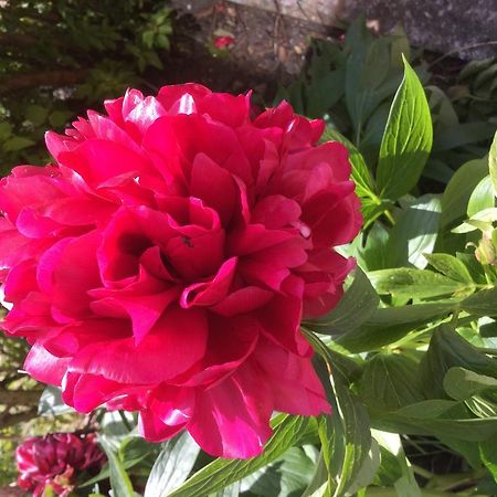 Rathmore House Bed & Breakfast Killarney Eksteriør bilde