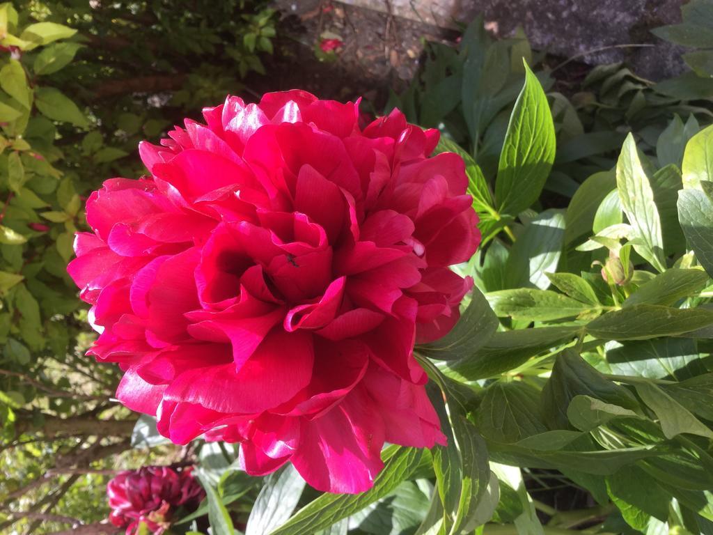 Rathmore House Bed & Breakfast Killarney Eksteriør bilde